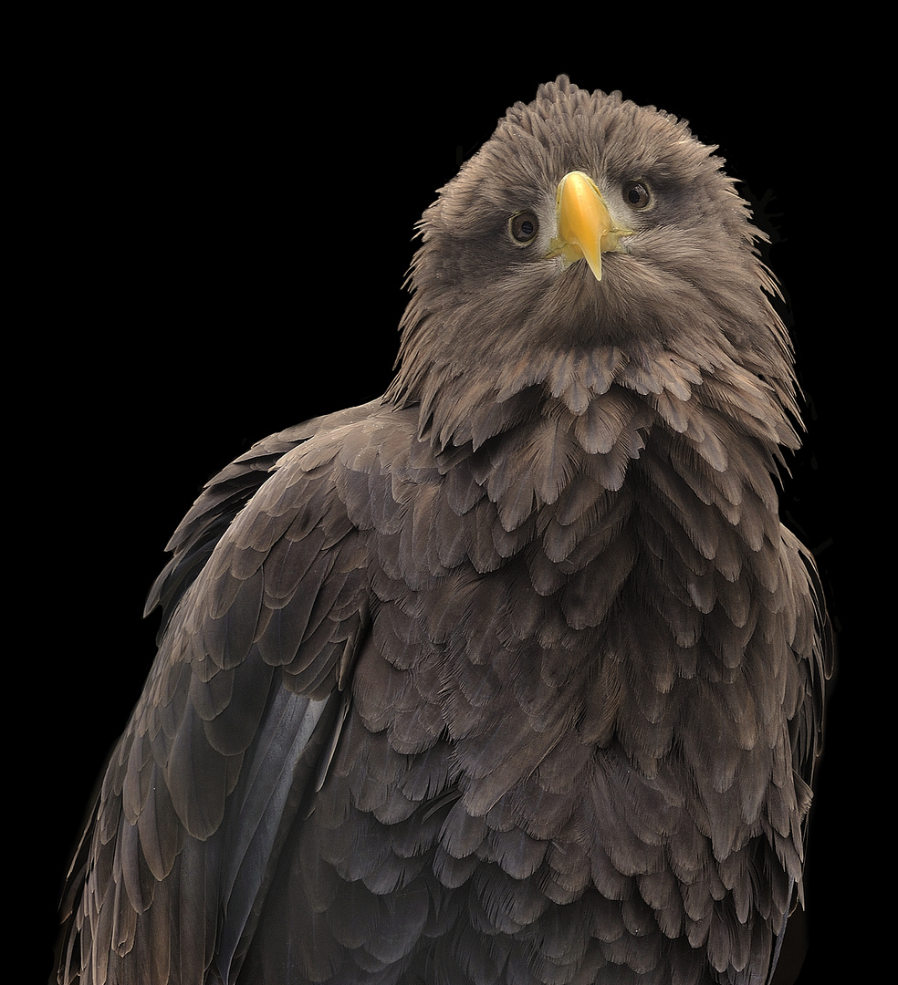 Seeadler