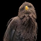 Seeadler