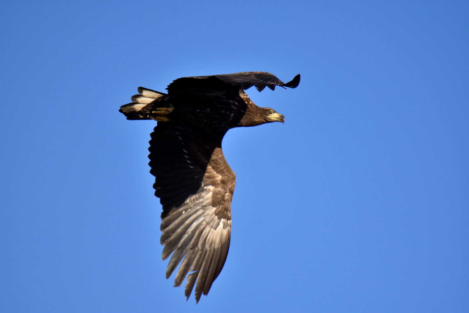 Seeadler