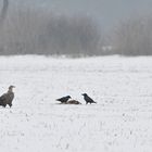 Seeadler-Ärgern 02