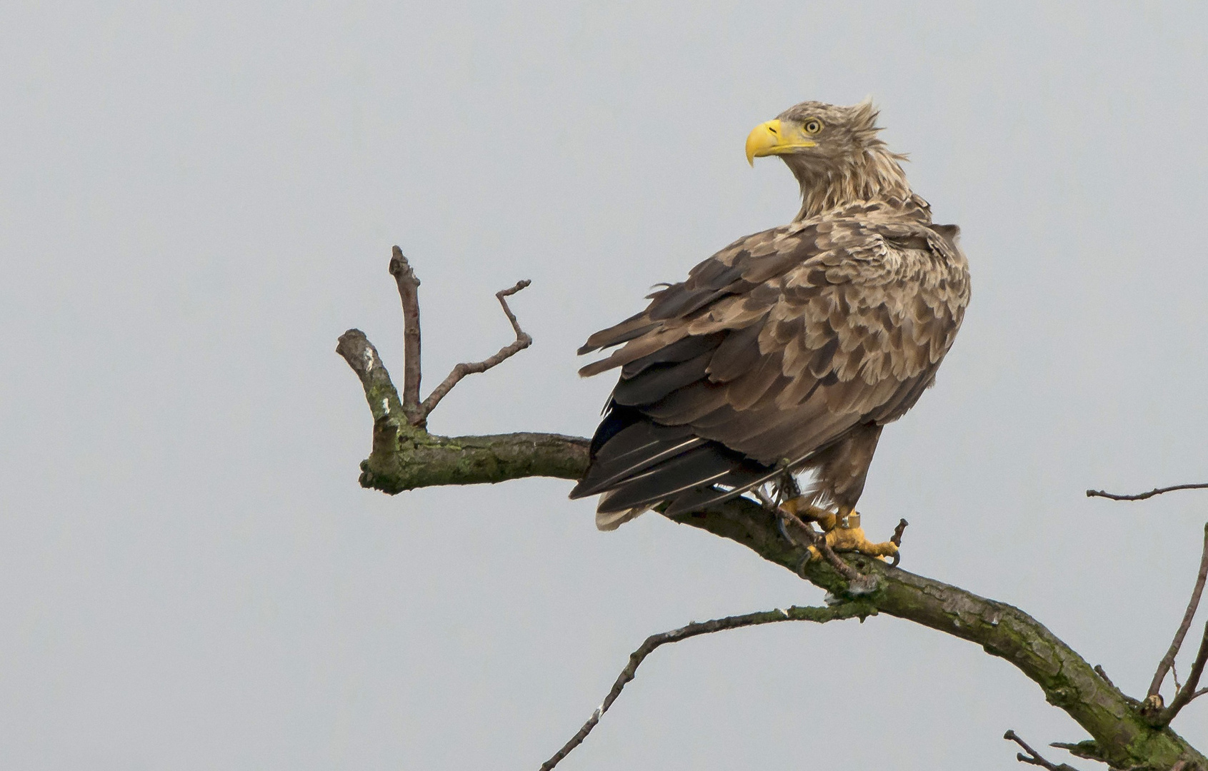 Seeadler