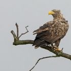 Seeadler