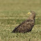 Seeadler