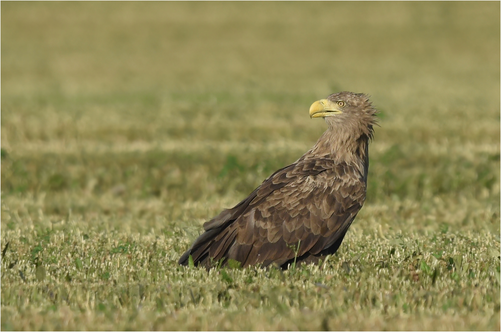 Seeadler