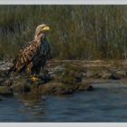 Seeadler 