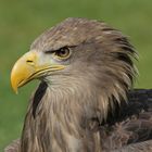 Seeadler