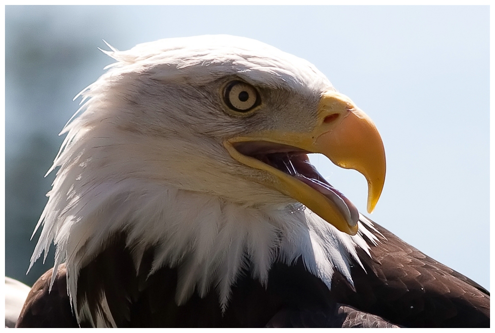 Seeadler