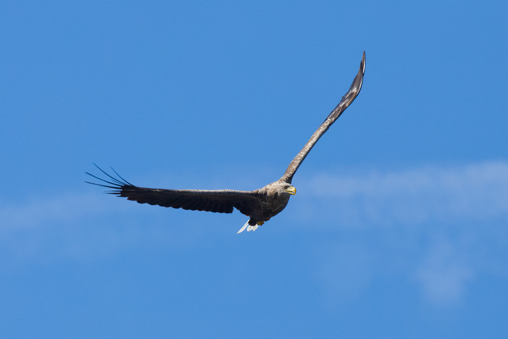 Seeadler