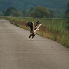 Seeadler als Deichgraf