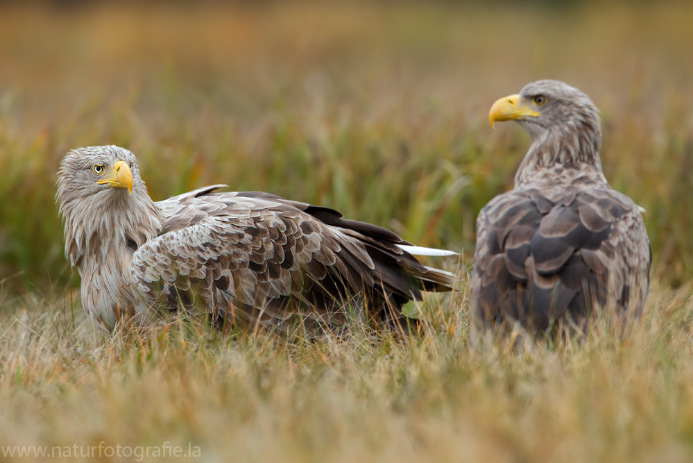 ~ Seeadler - Altvogel ~