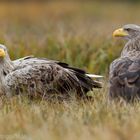 ~ Seeadler - Altvogel ~