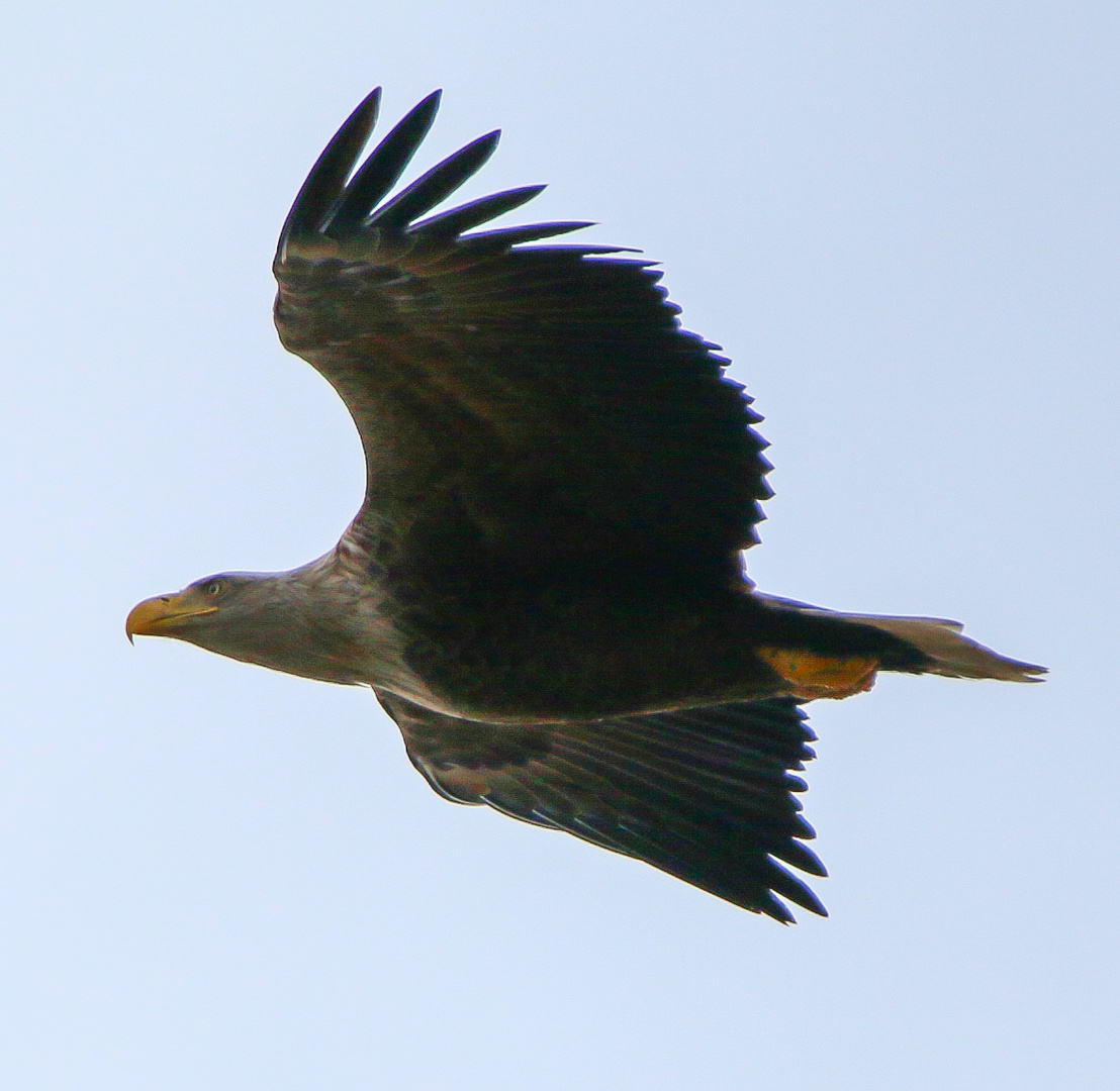 Seeadler Altvogel