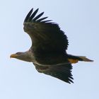 Seeadler Altvogel