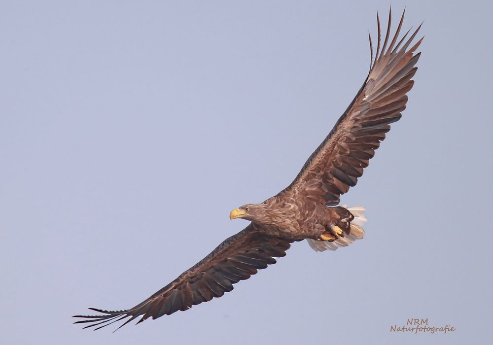 Seeadler Altvogel