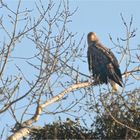 Seeadler - Altvogel