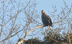 Seeadler - Altvogel