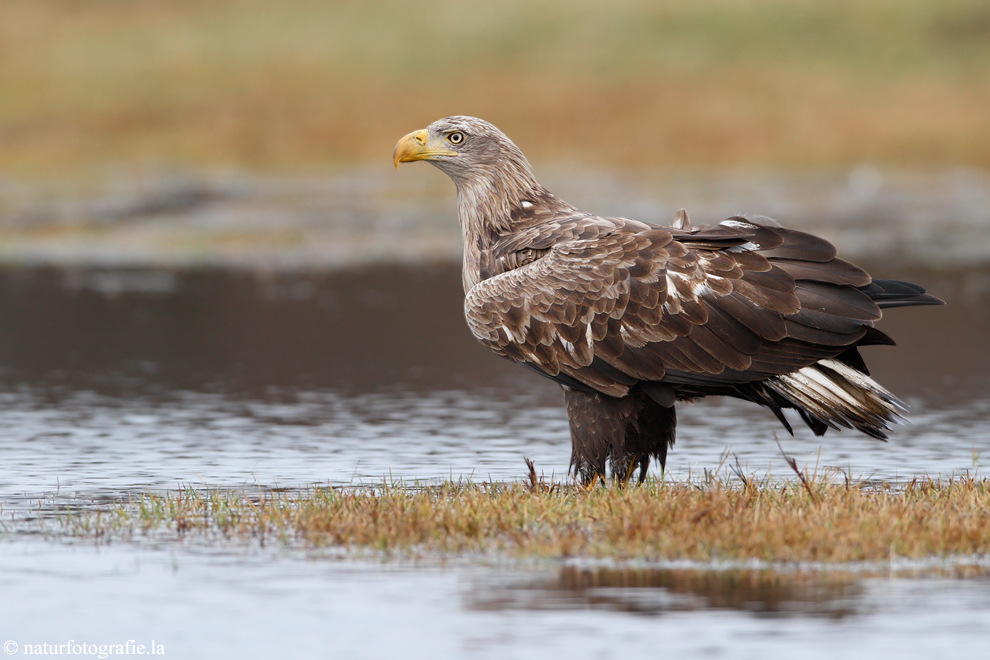 ~ Seeadler Altvogel ~