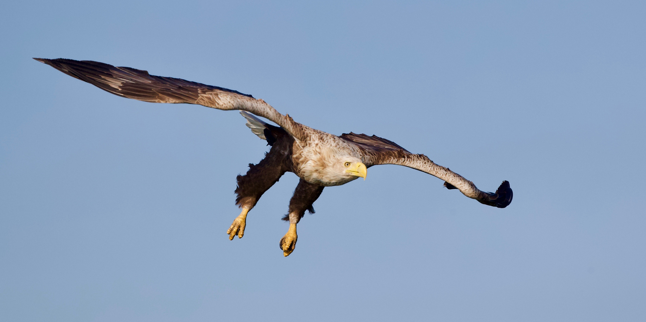 Seeadler (Altvogel )