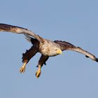 Seeadler (Altvogel )