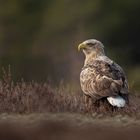 Seeadler - Altvogel