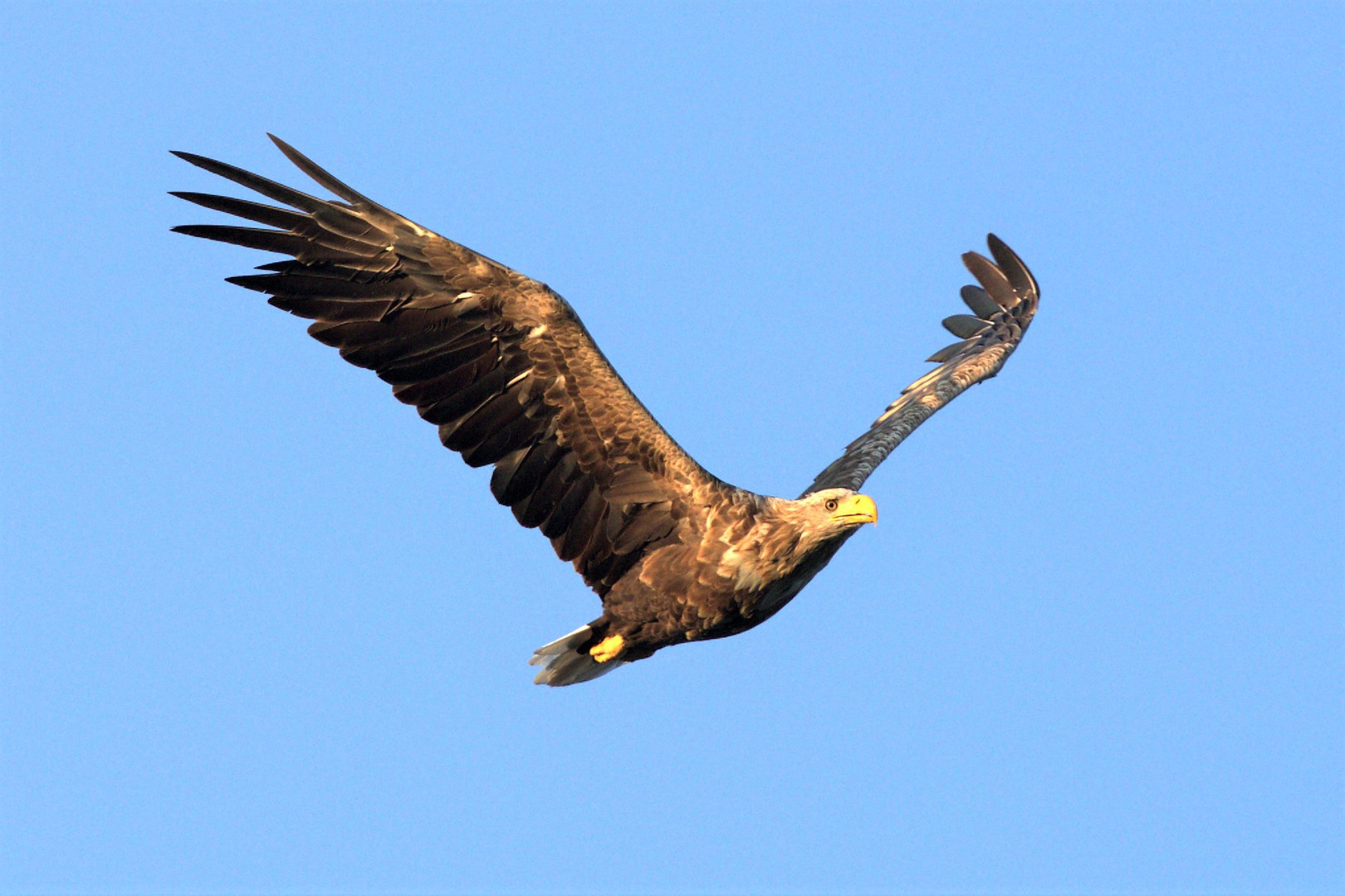 Seeadler Altvogel