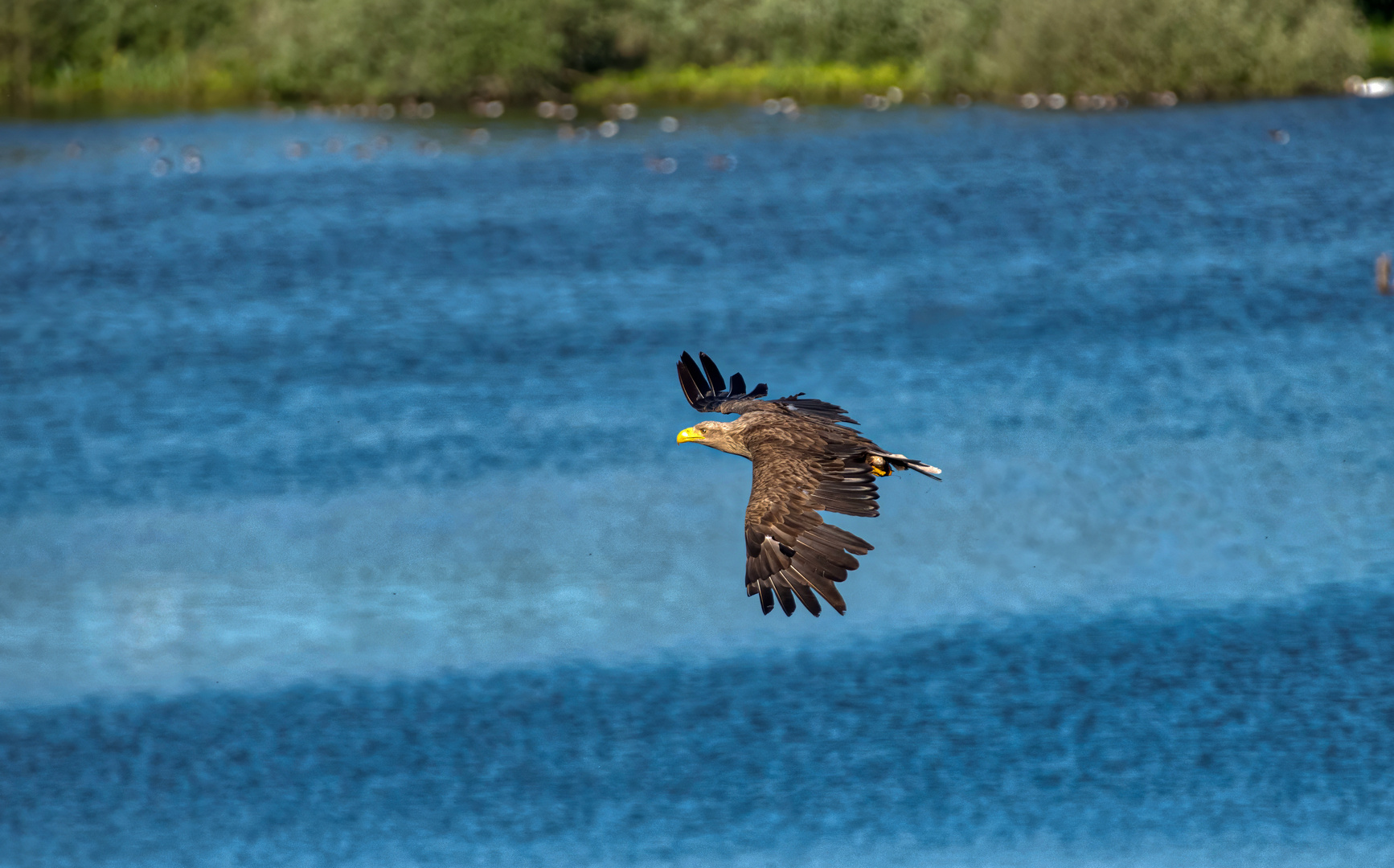 Seeadler (Altvogel )