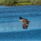 Seeadler (Altvogel )