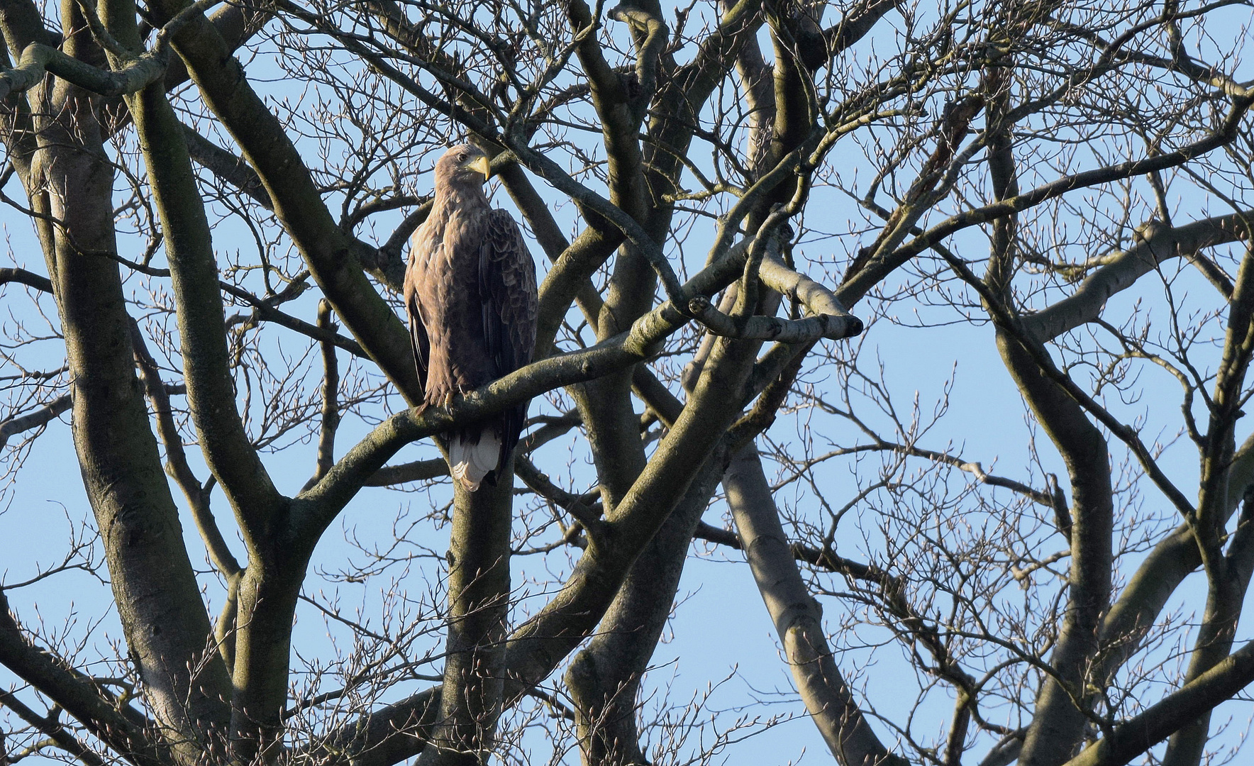 Seeadler Altvogel