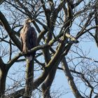 Seeadler Altvogel