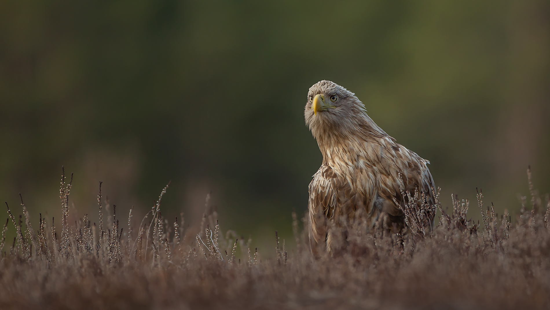 Seeadler - Altvogel