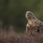 Seeadler - Altvogel