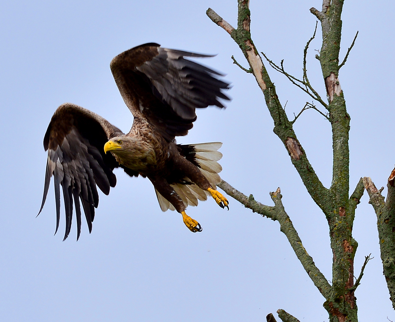 Seeadler am Barther Bodden