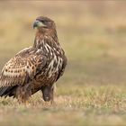 Seeadler am beobachten...