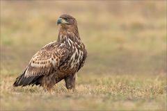 Seeadler am beobachten...