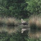 Seeadler am Boden