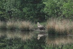 Seeadler am Boden