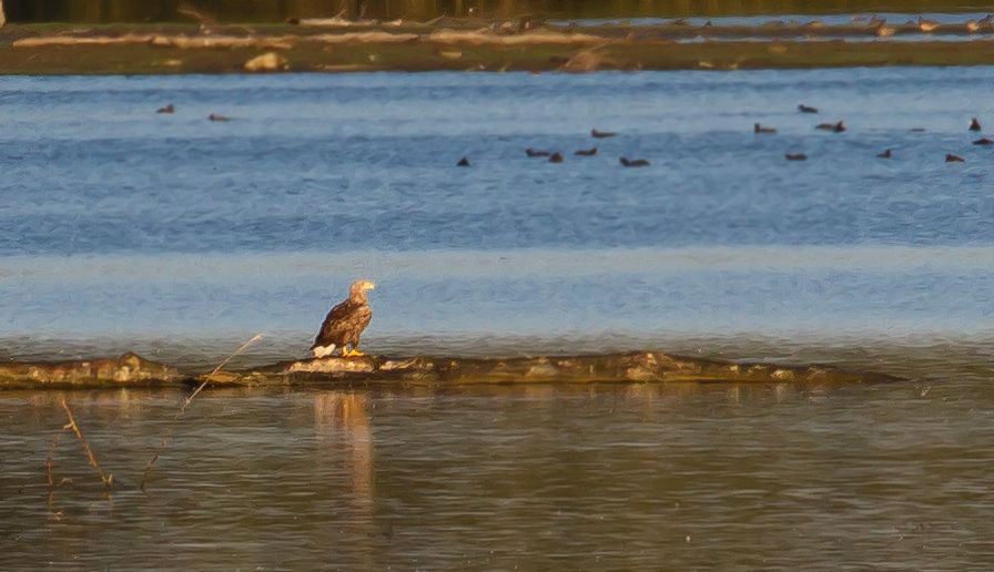 Seeadler am Chiemsee am frühen Morgen