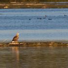 Seeadler am Chiemsee am frühen Morgen