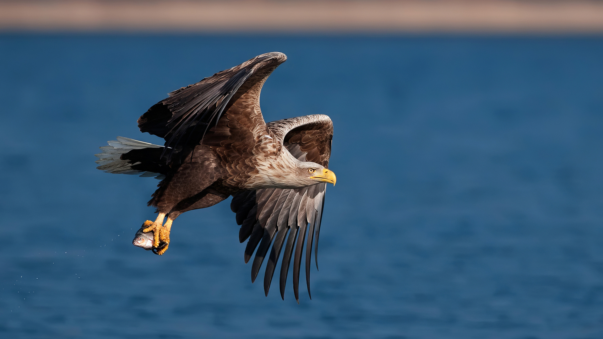 Seeadler am Feldbergersee