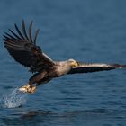 Seeadler am Feldbergersee