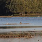 Seeadler am frühen Morgen am Chiemsee - sitzend.