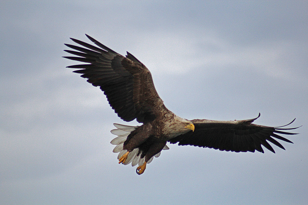 Seeadler am Großen Luzinsee