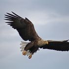 Seeadler am Großen Luzinsee