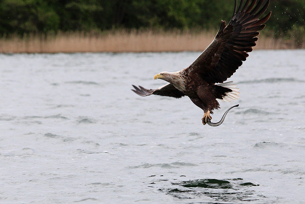 Seeadler am großen Luzinsee mit seinem Aal.