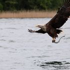 Seeadler am großen Luzinsee mit seinem Aal.