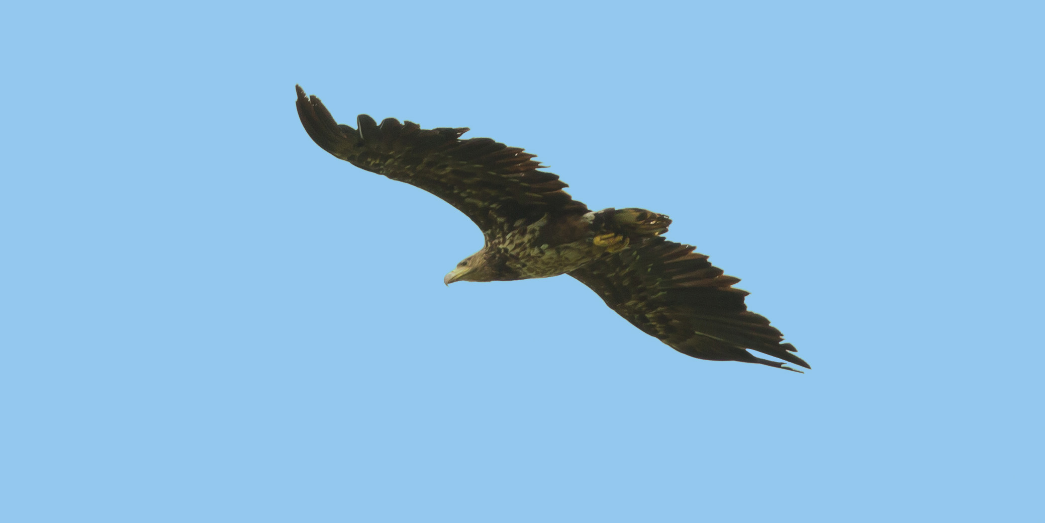 Seeadler am Himmel