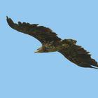 Seeadler am Himmel