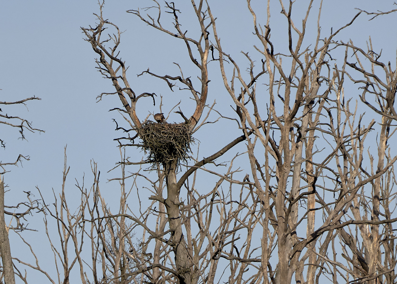 Seeadler am Horst 1