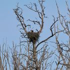 Seeadler am Horst 2