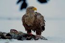 Wildlife Seeadler 